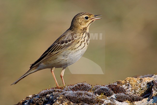 Zingende Boompieper; Singing Tree Pipit stock-image by Agami/Daniele Occhiato,