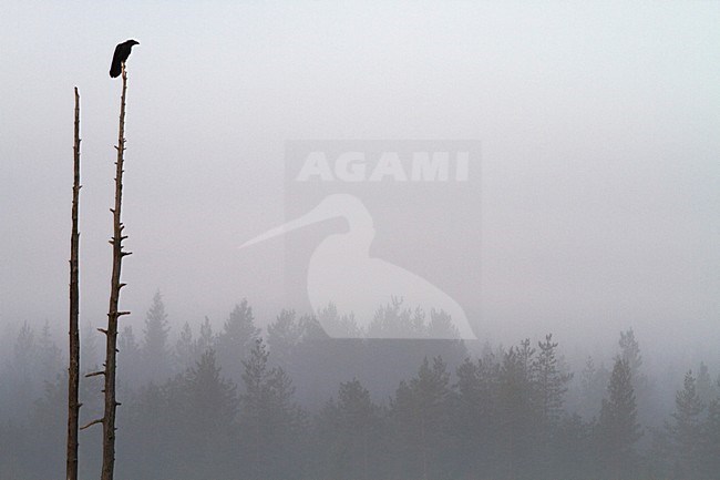 Raaf silhouet in dode boom; Common Raven in dead tree, silhouet stock-image by Agami/Menno van Duijn,