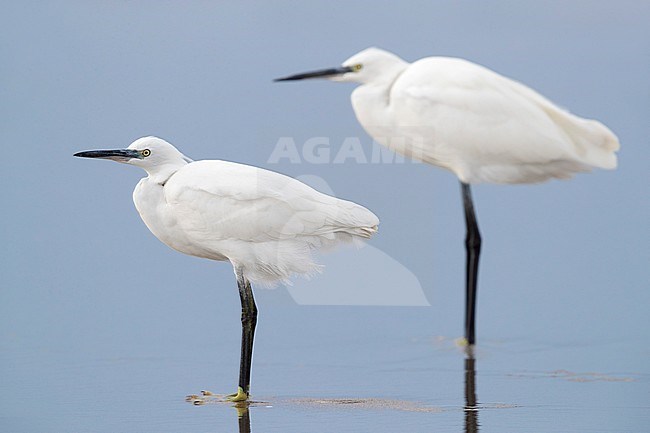 Little Egret (Egretta garzetta), two individuals standing on the shore in Campania (Italy) stock-image by Agami/Saverio Gatto,