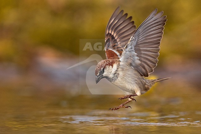 Male Italian Sparrow (Passer italiae) in Italy. stock-image by Agami/Daniele Occhiato,