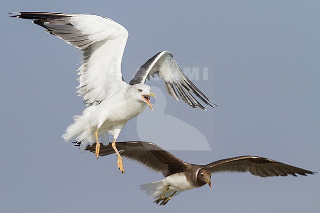 Heuglins Meeuw, Heuglin's Gull, Larus heuglini, Oman, adult stock-image by Agami/Ralph Martin,