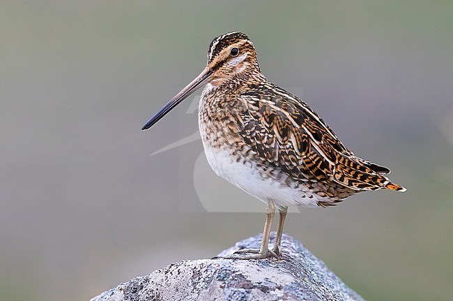 Common Snipe (Gallinago gallinago faeroeensis) standing on a moss covered rock in Iceland. stock-image by Agami/Daniele Occhiato,