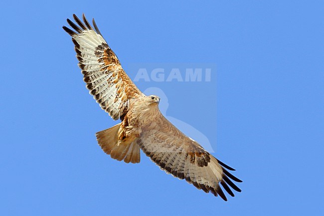 Arendbuizerd in vlucht; Long-legged Buzzard in flight stock-image by Agami/Daniele Occhiato,