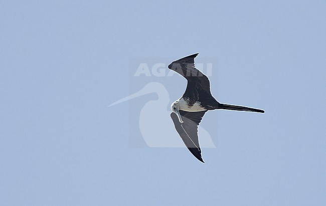 Magnificent Frigatebird (Fregata magnificens rothschildi), immature in flight at Dry Tortugas, USA stock-image by Agami/Helge Sorensen,