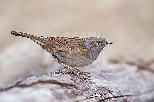 Dunnock, Heggenmus stock-image by Agami/Alain Ghignone,