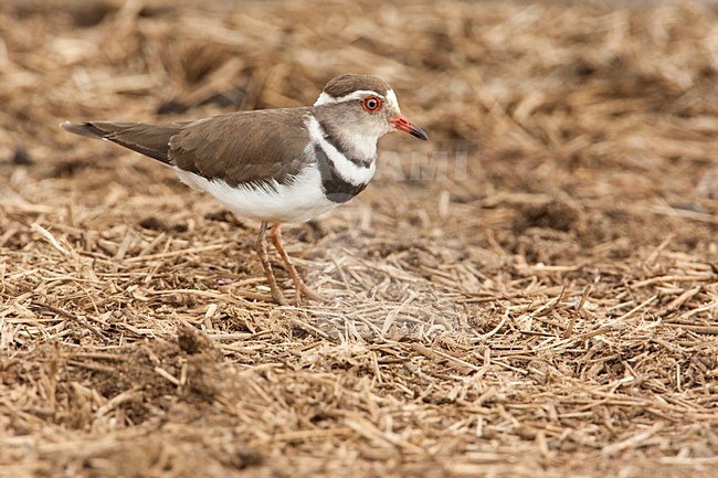 Adulte Driebandplevier, Adult Three-banded Plover stock-image by Agami/Wil Leurs,