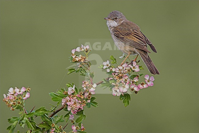 Grasmus in takje; Common Whitethroat on twig stock-image by Agami/Menno van Duijn,