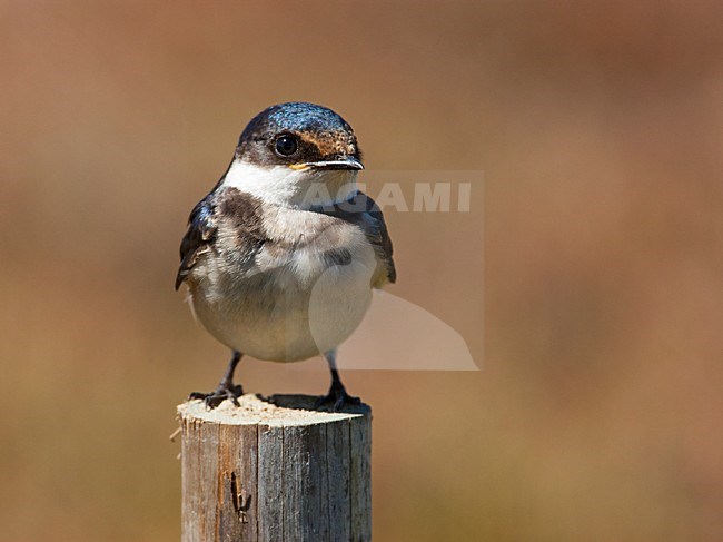 Onvolwassen Witkeelzwaluw, Immature White-throated Swallow stock-image by Agami/Wil Leurs,