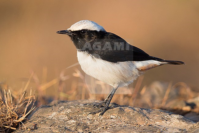 Arabian Wheatear (Oenanthe lugentoides), side view of an adult male standing on a rock. stock-image by Agami/Saverio Gatto,