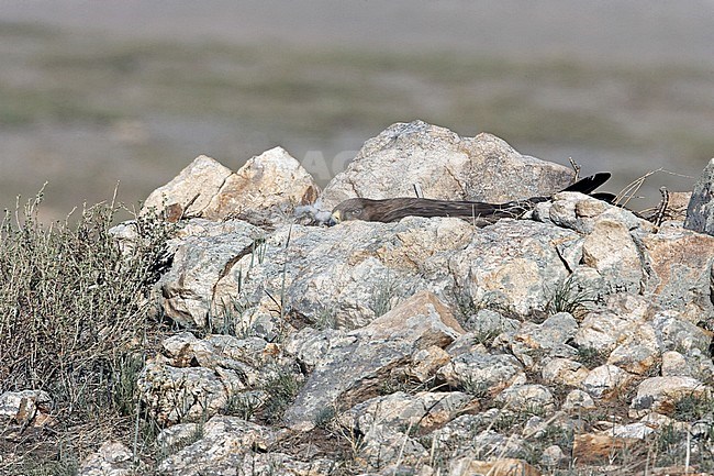 Steppe Eagle breeding on the nest stock-image by Agami/Jari Peltomäki,