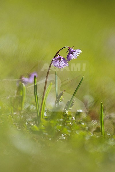 Alpenkwastjesbloem, alpine snowbell stock-image by Agami/Wil Leurs,