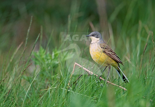 Male Grey-headed Wagtail, Motacilla (flava) thunbergi stock-image by Agami/Markus Varesvuo,