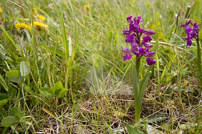 Bloeiende Harlekijn, Flowering Green-winged Orchid stock-image by Agami/Arnold Meijer,