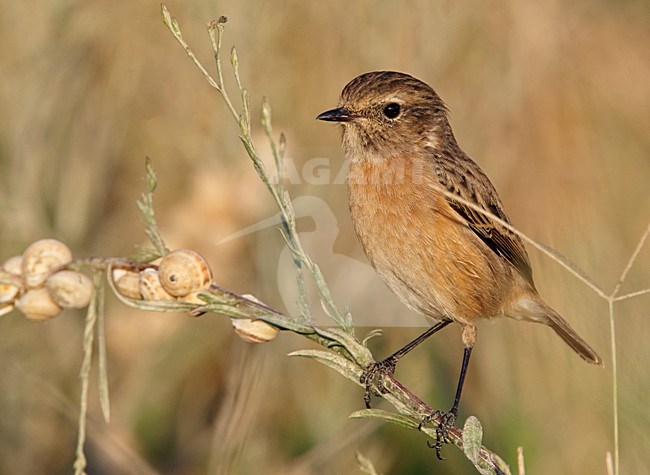 Stonechat (Saxicola torquata) Spain September 2008 stock-image by Agami/Markus Varesvuo,