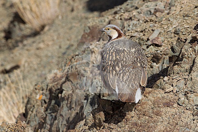 Himalayan snowcock (Tetraogallus himalayensis) perched on a rock in the mountains stock-image by Agami/David Monticelli,