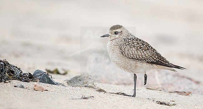 First-winter American Golden Plover (Pluvialis dominica) standing on a beach at Manicouagan in Quebec, Canada. stock-image by Agami/Ian Davies,