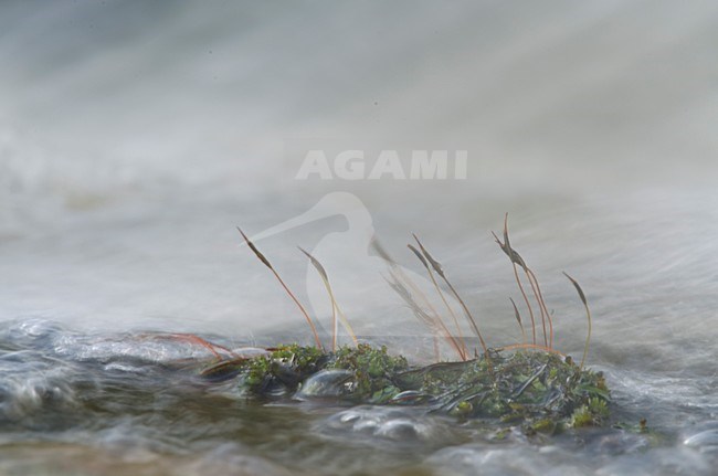 Mos in snelstromend smeltwater; Moss in fastflowing water stock-image by Agami/Rob de Jong,