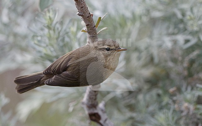 Canary Islands Chiffchaff (Phylloscopus canariensis canariensis) perched on a branch at Tenerife, Canary Islands, Spain stock-image by Agami/Helge Sorensen,