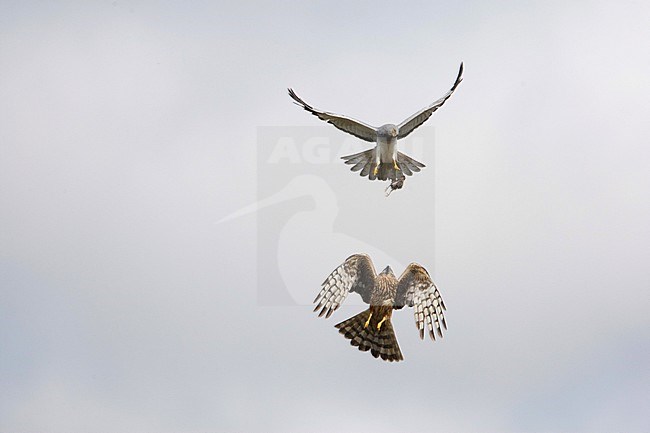 Baltsend paartje Blauwe Kiekendief; Hen Harrier pair displaying stock-image by Agami/Arie Ouwerkerk,