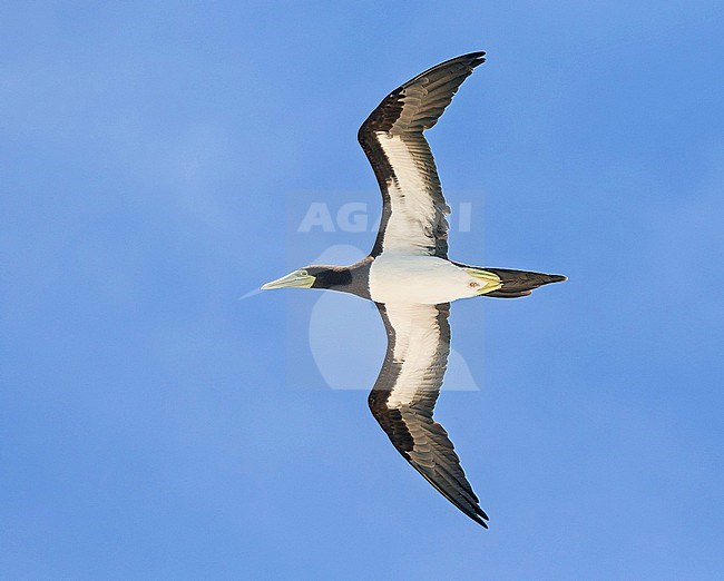 Indo-Pacific Brown Booby (Sula leucogaster plotus) in French Polynesia. stock-image by Agami/Pete Morris,