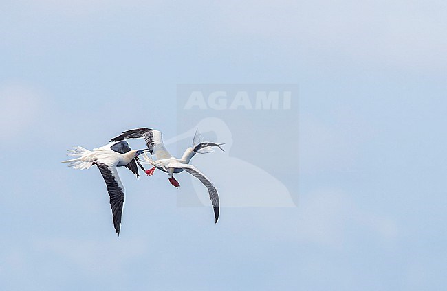 Red-footed booby, Sula sula rubripes, northwards in the Pacific Ocean, from Norfolk islands (Australia) to Vanuatu located in the South Pacific Ocean. 2 adults chasing and catching a flying fish. stock-image by Agami/Marc Guyt,