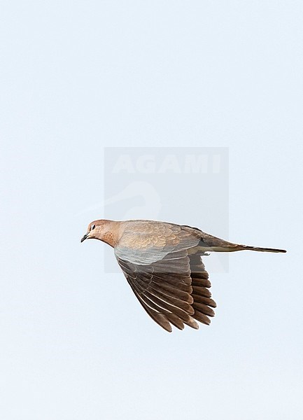 Laughing Dove (Streptopelia senegalensis) in Israel. stock-image by Agami/Marc Guyt,