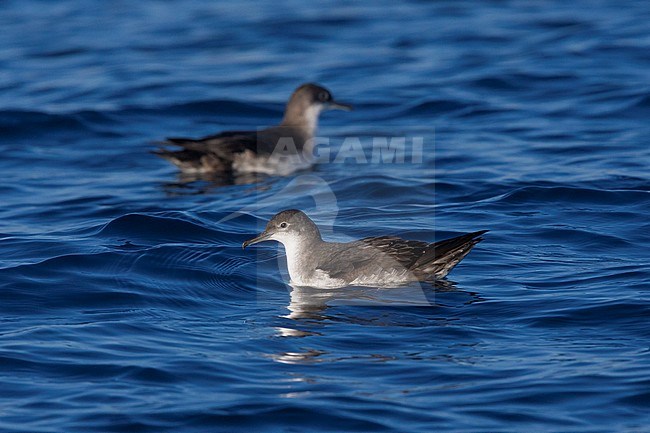 Yelkouan Shearwater (Puffinus yelkouan), two individuals sitting on the water in Italy stock-image by Agami/Saverio Gatto,