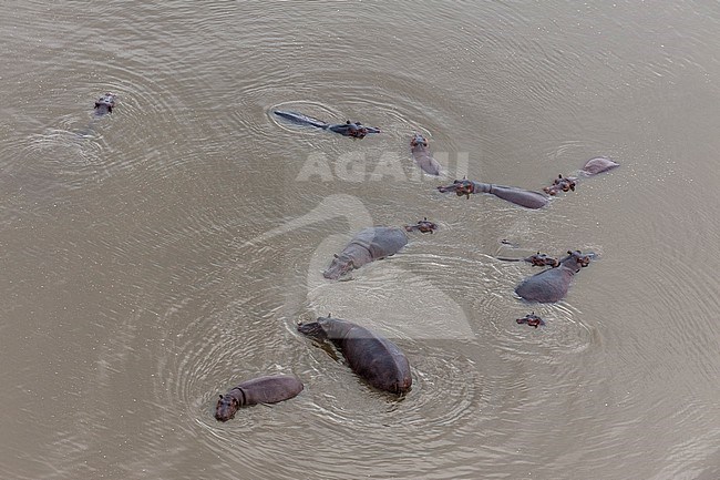 An aerial view of a herd of hippopotamuses, Hippopotamus amphibius, in the water. Okavango Delta, Botswana. stock-image by Agami/Sergio Pitamitz,