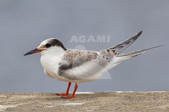 Onvolwassen Visdief, Immature Common Tern stock-image by Agami/Daniele Occhiato,