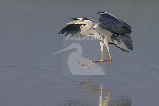 Grey Heron adult flying; Blauwe Reiger volwassen vliegend stock-image by Agami/Daniele Occhiato,
