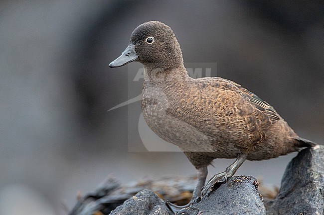 Female Campbell Island Teal (Anas nesiotis), also known Campbell Teal. A small, flightless, nocturnal species of dabbling duck endemic to the Campbell Island group of New Zealand. stock-image by Agami/Marc Guyt,