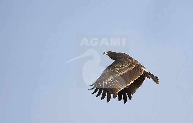 Greater Spotted Eagle juv. (Aquila clanga) Sultanate of Oman November 2004

Two House Crows removed stock-image by Agami/Markus Varesvuo,