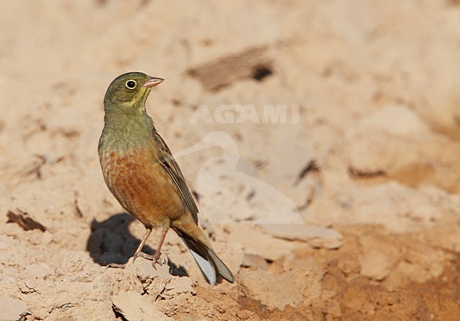 Mannetje Ortolaan in zit; Male Ortolan Bunting perched stock-image by Agami/Markus Varesvuo,