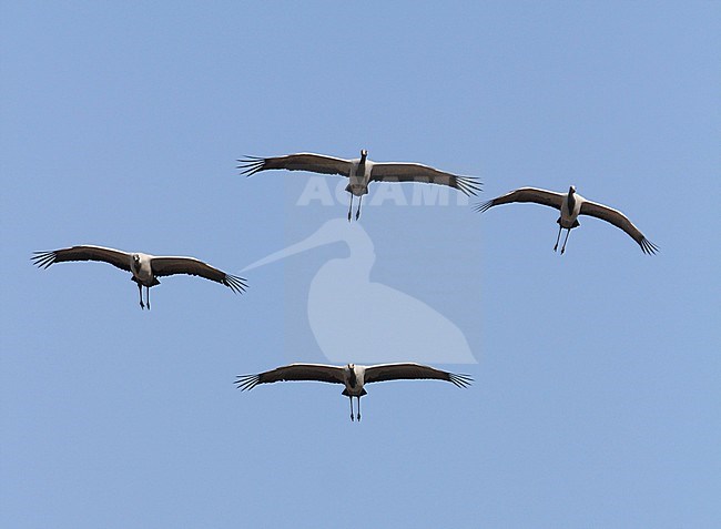 Jufferkraanvogel in vlucht; Demoiselle Crane (Anthropoides virgo) in flight stock-image by Agami/James Eaton,