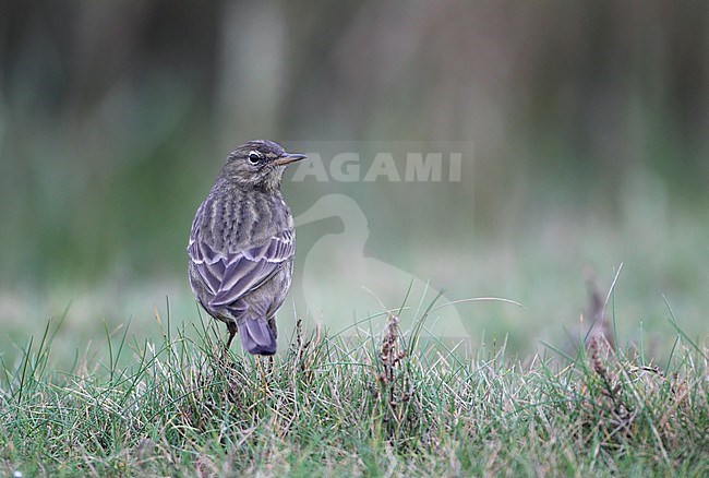 Rock Pipit, Anthus petrosus littoralis, at Mandø, Denmark stock-image by Agami/Helge Sorensen,