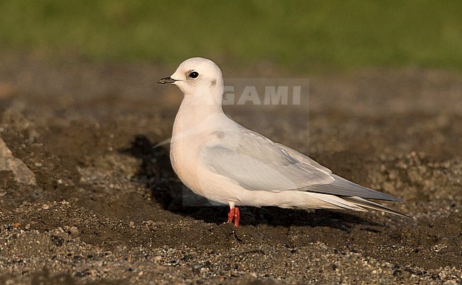 Adult winter Ross's Gull (Rhodostethia rosea) standing in a field at Surfer's Beach in San Mateo county, California, United States. stock-image by Agami/Brian Sullivan,