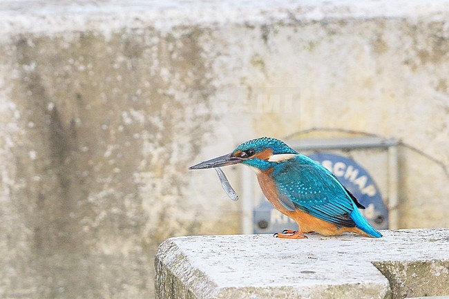 Common Kingfisher (Alcedo atthis) perched on man-made concrete wall in the Netherlands with a fish in its beak. stock-image by Agami/Hans Gebuis,