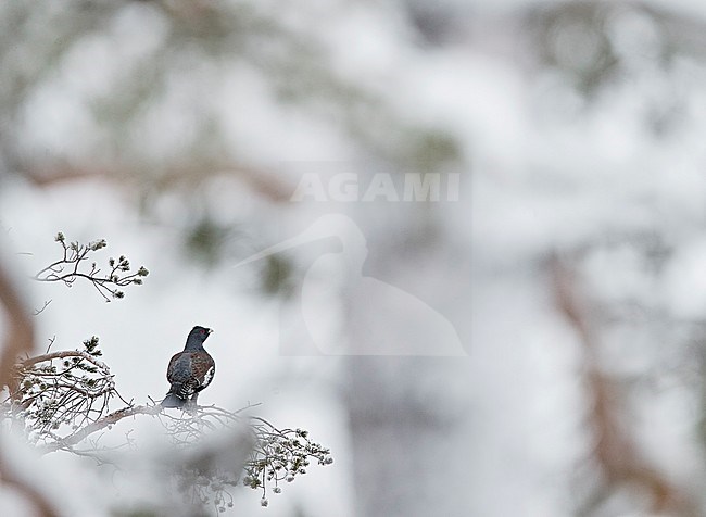 Male Western Capercaillie (Tetrao Urogallus) perched in a frost covered tree near Salla in northern Finland during cold winter. stock-image by Agami/Markus Varesvuo,