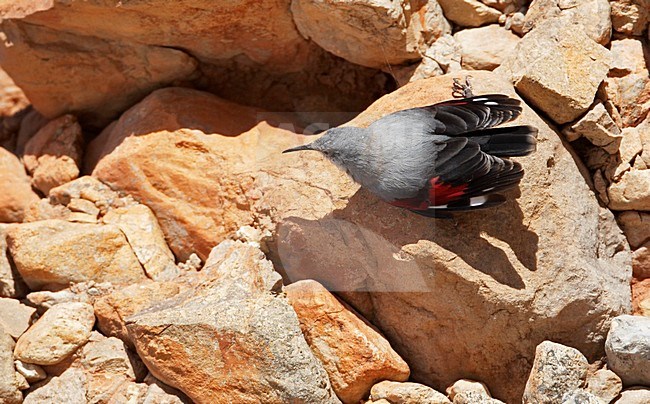 Rotskruiper foeragerend tegen rotswand; Wallcreeper foraging against cliff stock-image by Agami/Markus Varesvuo,