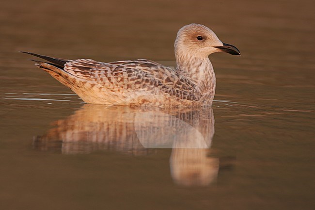 Zilvermeeuw onvolwassen zwemmend; Herring Gull juvenile zwemmend stock-image by Agami/Menno van Duijn,