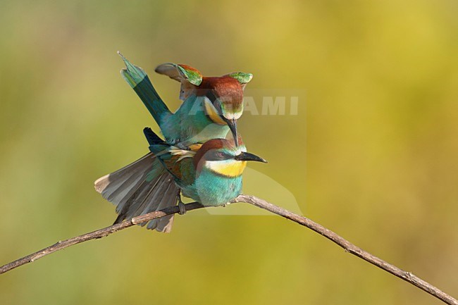 Paartje Bijeneters parend Lesbos Griekenland, European Bee-eater pair mating Lesvos Greece stock-image by Agami/Wil Leurs,