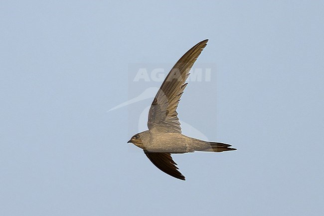 Asian Palm Swift (Cypsiurus balasiensis) in Thailand. stock-image by Agami/Sylvain Reyt,