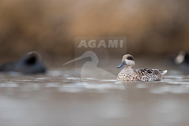 Adult male Marbled Teal (Marmaronetta angustirostris) wintering in a wetland in Spain. Slighty seen from the side of the bird swimming between coots on a lagoon in the nature reserve. stock-image by Agami/Ralph Martin,