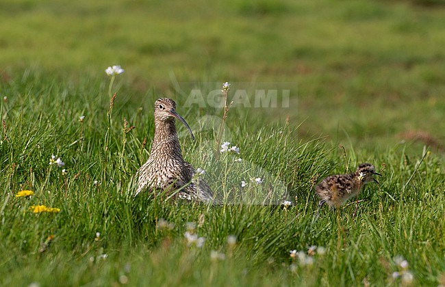 Adult Eurasian Curlew (Numenius arquata arquata) with chicks in a meadow in Scania, Sweden stock-image by Agami/Helge Sorensen,