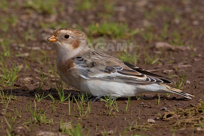 Eerste winter Sneeuwgors; First winter Snow Bunting stock-image by Agami/Daniele Occhiato,