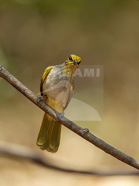 Stripe-throated Bulbul (Pycnonotus finlaysoni) at Kaeng Krachan National Park, Thailand stock-image by Agami/Helge Sorensen,