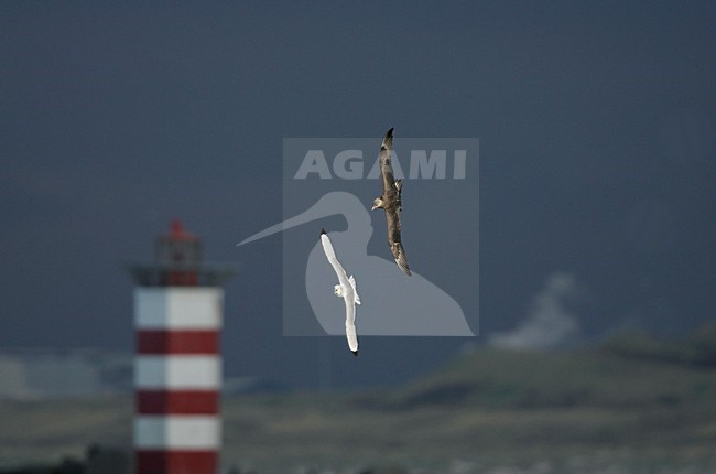 Middelste Jager in de vlucht; Pomarine Skua in flight stock-image by Agami/Menno van Duijn,
