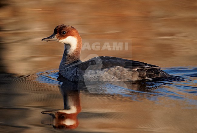 Vrouwtje Nonnetje; Female Smew stock-image by Agami/Markus Varesvuo,