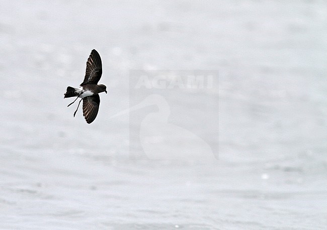 Elliot's Storm Petrel (Oceanites gracilis) in flight over the pacific ocean near Lima, Peru. Poorly known; only one nest has ever been found. stock-image by Agami/Pete Morris,