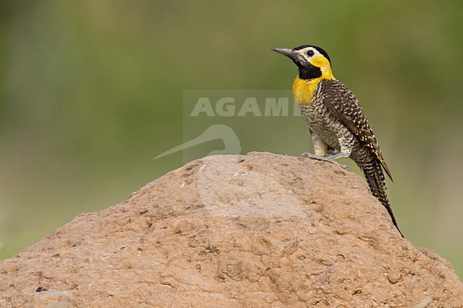 Campogrondspecht, Campo Flicker stock-image by Agami/Dubi Shapiro,